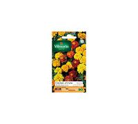 Vilmorin - Sachet graines Oeillet d'inde double nain varié
