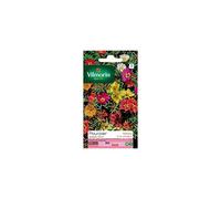 Vilmorin - Sachet graines Pourpier simple varié