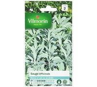 Vilmorin Sauge Officinale