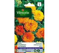 Vilmorin Souci Double Varie, Multicolore | Semence, Fleur, Mélange, Souci, Floraison longue et abondante