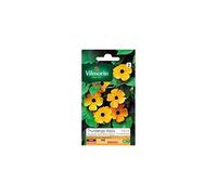 VILMORIN - THUNBERGIA ALATA