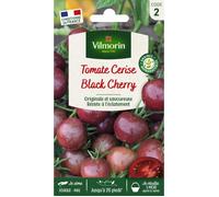 Tomate Black Cherry