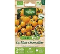 Vilmorin Tomate Clementine Bio | Sucrée, Juteuse, Orange, Petite, Apéritif, Fruits fermes