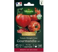 Graines - Vilmorin - Tomate Gourmandia HF1 - Graines d'Exception