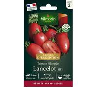 Tomate Lancelot HF1 - Graines d'Exception