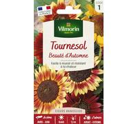 Vilmorin Tournesol Beauté d'Automne Fleur | Grandes fleurs multicolores, cœur brun foncé, pétales jaune à rouge, idéal bouquets et massifs