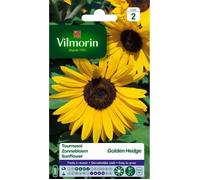VILMORIN Tournesol Golden Hedge floraison très longue