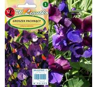 Violet Graines de pois de senteur - Gesse odorante