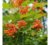 Viorne Obier Compactum - Viburnum Opulus Compactum 30cm - Plante - Floraison Printemps - Hauteur 30cm