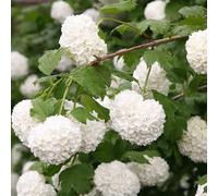 Viorne obier 'Roseum' - Viburnum opulus 'Roseum' 40-60 cm pot | Arbuste décoratif, Fleurs en boules blanches, Idéal jardin romantique
