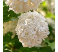 Viorne Obier Roseum - Viburnum Opulus Roseum 60/80 cm Pot 3l - Plante - Floraison Printemps - Hauteur 2 à 3 m