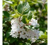 Viorne obier - viburnum opulus 'compactum' - 60-80 cm pot