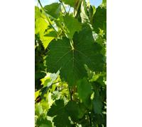 Vitis vinifera 'Chasselas rose' / Vigne 'Chasselas rose' / Conteneur de 1 à 1.5 litres/Raisin de table