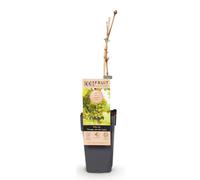 Vitis vinifera, variété "Vroege Van Der Laan", plante de vigne à raisins blancs