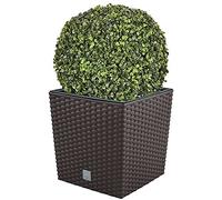 Vue de fleurs 32 litres avec béter pour planter de la couleur au chocolat 33 x 33 x 33 cm + Boj Ball diamètre 36 cm