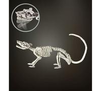 Squelette de rat Halloween (35 cm) G
