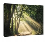 WallArena images imprimées sur toile, Forêt, | Paysage forestier, impression sur toile, image sur toile, taille : 100x70 cm (LxH) - une pièce sur toile.