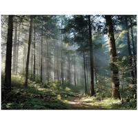 WallArena Papier peint photo intissé, Forêt, 350x250cm | Papier peint intissé de haute qualité, pour salon et chambre, revêtement mural, papier peint effet 3D - colle incluse.