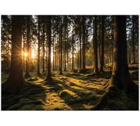 WallArena Vinyl Strukturierte Fototapete Wald 254 x 184 cm