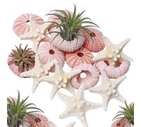 Wanwanzi Lot de 12 coquillages naturels en forme d'étoile de mer et d'oursin, 3,3 à 4,8 cm pour plantes aériennes, mariage de plage, décorations d'intérieur côtières, projets sur le thème nautique
