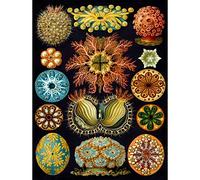 Wee Blue Coo Bumblebeaver Nature Art Haeckel Ernst Plankton Sea Biology Germany Vintage Poster Print 12x16 inch 30x40cm La Nature La biologie Allemand Ancien Affiche