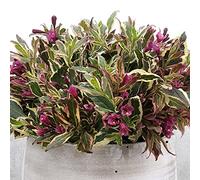 Weigela All Summer Monet - Arbuste à Fleurs Persistant | Plante robuste idéale pour pots, jardinières et massifs, parfaite pour sublimer votre jardin selon les saisons.