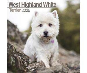 West Highland White Terrier - Westies 2025 - 16-Monatskalender