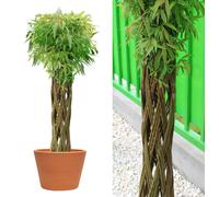 Wicker garden Arbre osier 130 cm - Résistant à l'hiver & Facile d’entretien | Plante décorative | Saule tressé - Idéal pour jardin, balcon & terrasse