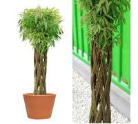 Wicker garden - Saule Tressé Vivant 150 cm - Haie Naturelle Jardin