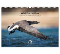 Wild Encounters - Moments in the heart of nature (calendrier mural 2026 DIN A3 paysage) - Calendrier mural CALVENDO 12 mois