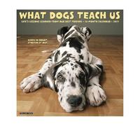 Willow Creek Press, Calendrier mural 2027 What Dogs Teach Us