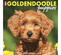 Willow Creek Press, Just Goldendoodle Puppies Calendrier mural 2027