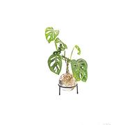 Winkee - Hydrovase Flora | Vase de Fleurs avec Support en métal | Table Planter | Décoration Moderne | Station de Propagation en Verre | Vase de Plantes dérivées | Vase en Verre Racine