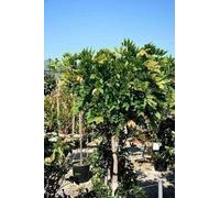 Wisteria fl. 'Alba' - Plante blanche du Japon 50-60 cm | Pot
