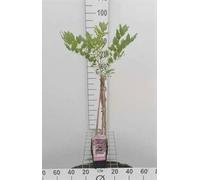 Wisteria fl. 'Honbeni' ('rosea/pink ice') - Glycine japonaise, variété Honbeni 50-60 cm | pot