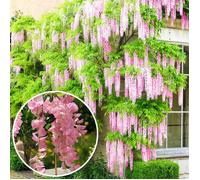 Wisteria Rosea Glycine du Japon Arbuste rustique et grimpant à feuilles caduques et fleurs roses