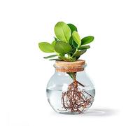 WL PLANTS Clusia Station de propagation en verre hydroponique pour plantes d'intérieur Ø 12 cm ± 30 cm de haut Vase en verre sphérique avec bouchon à clic