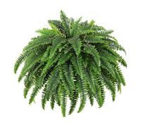 Wmqbjta 2 Pièces Fougère Artificielle Plante Simulation Feuillage Vert PP Imitation Naturelle Convient à Décoration Maison Salon Bureau Espace Extérieur, 1 Pcs