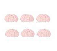 WOONEKY Pot de Fleurs en Coquillage Conque, Lot de 6, pour Air Plants Couleur Aléatoire