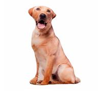 Wsymxuo Peluche Chien Réaliste 3D Doux et Câlin Coussin en Forme de Chien Design Créatif pour Amoureux des Chiens, Enfants, Chambre, Salon, Labrador, 90 Cm