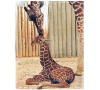 YISUMEI - Couverture polaire douce - Girafe, 150 x 200 cm, convient pour lit ou canapé