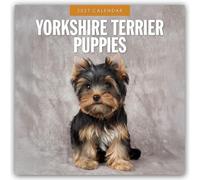 Yorkshire Terrier Puppies - Yorkshire Terrier Hundewelpen 2027 - 16-Monatskalender: Original Red Robin Publishing Ltd-Kalender [Mehrsprachig] [Kalender]