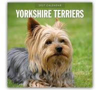 Yorkshire Terriers 2027 Square Wall Calendar