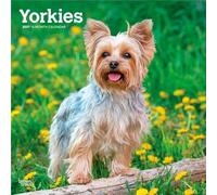 Yorkshire Terriers - Yorkshire Terrier - Yorkies 2027 - 16-Monatskalender: Original BrownTrout-Kalender [Mehrsprachig] [Kalender]