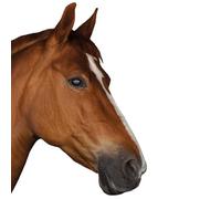 younikat Sticker Fenêtre Cheval Statique Réutilisable Marron - you0061