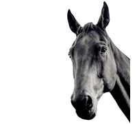 younikat Sticker Fenêtre Cheval Statique Réutilisable Noir - you0060