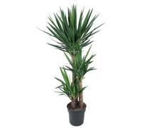 Yucca Elephantipe - 140 Cm - Ø27