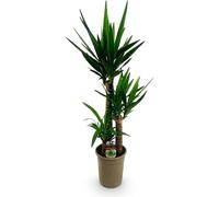 Yucca Elephantipes - 100cm - 21cm - Yucca facile d'entretien aux longues