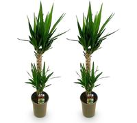 Yucca Elephantipes - 120cm - Ø19cm - Yucca facile d'entretien aux feuilles