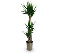 Yucca Elephantipes - 140cm - 24cm - Yucca facile d'entretien aux feuilles